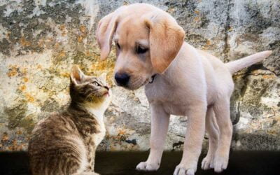 How to Get Rid of Pet Hair in Your Home