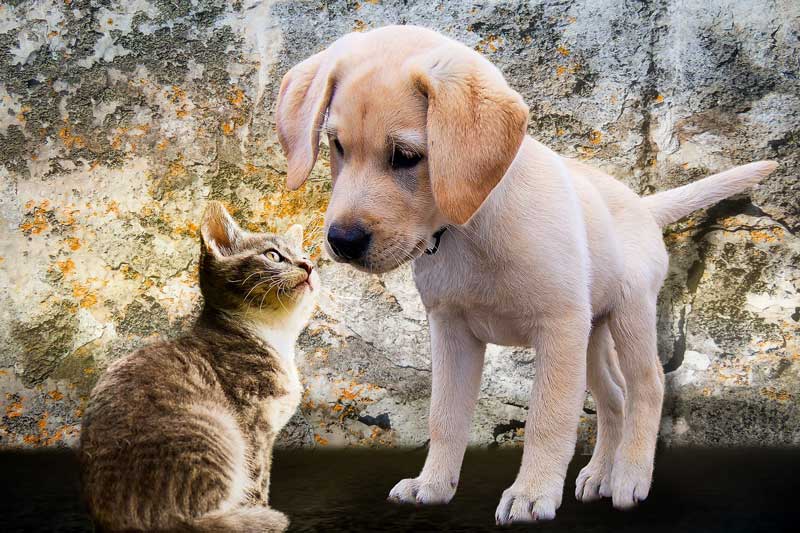 dog and cat